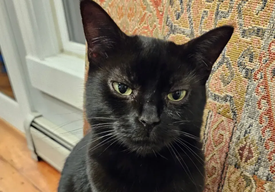 Candidate Statements on Willinet Now Available