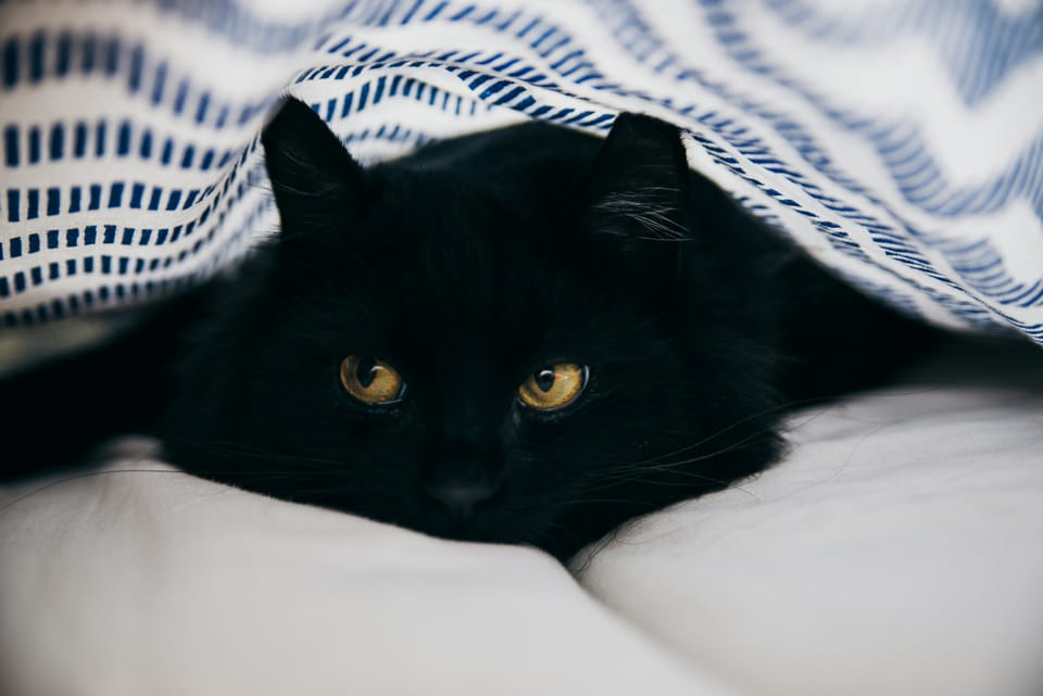 a photo of a black cat under a blanket looking very cozy