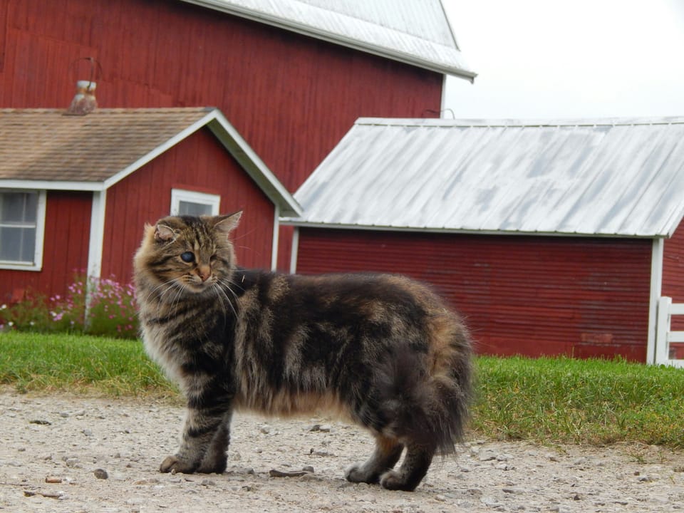 The Weekend Long Read: What's is the Farm Bill And What Does it Mean for the Berkshires