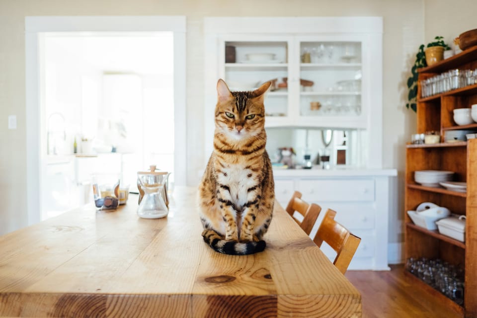 a stern looking cat sits at a kitchen table, inviting readers to think about sitting down together to talk about civics. 