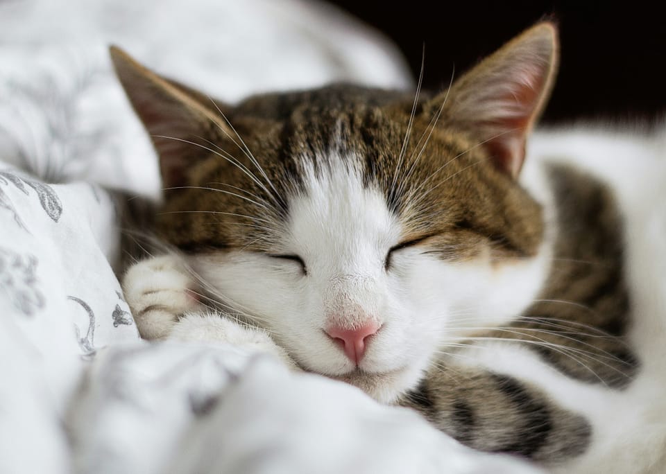 Time for a Paws? Civics Corner Takes a Catnap